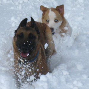 Cabins On Strawberry Hill Provides Pet Friendly Lodging For Family Vacations