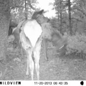 Deer in Trail Camera at Cabins on Strawberry Hill